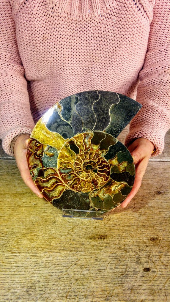 Ammonoid - Fossiliserat djur - Aioloceras (Cleoniceras) sp. - Nautilus - 24 cm - 20 cm #1.0