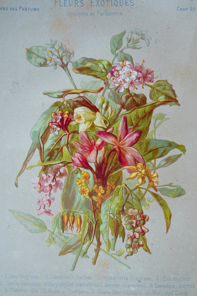 Eugène Rimmel & Alphonse Karr / A. Neuville & Duhousset - Le Livre des Parfums - 1870 #2.1