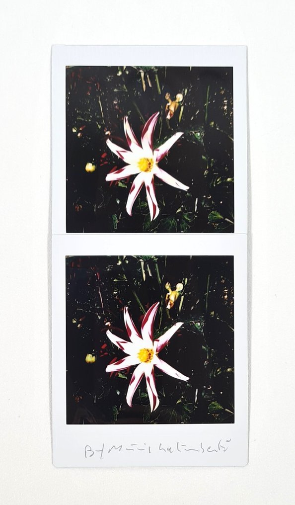 Maurizio Galimberti (1956–) - BiFlowers - 10923 #1.0