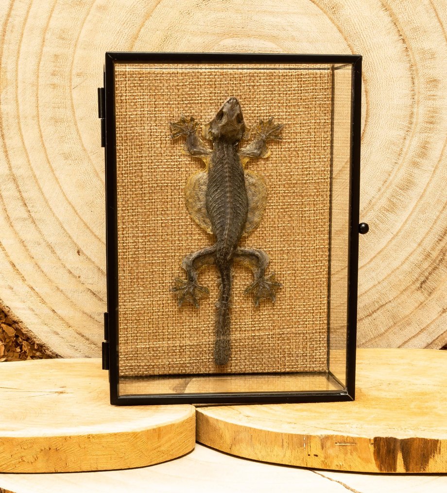 Draghetto Allestimento tassidermico a corpo intero - Ptychozoon kuhli - 18 cm - 13 cm - 6 cm #2.1