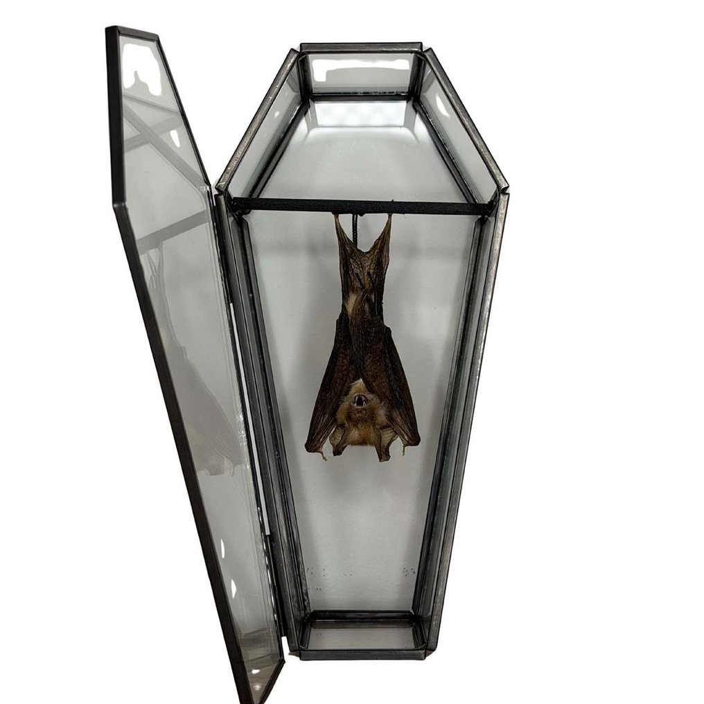Pipistrello Allestimento tassidermico a corpo intero - Rhinolophus Acuminatus - Scherpe neushorenschoenvleermuis - 19 cm - 9 cm - 6.5 cm - Specie non CITES - 1 #2.1