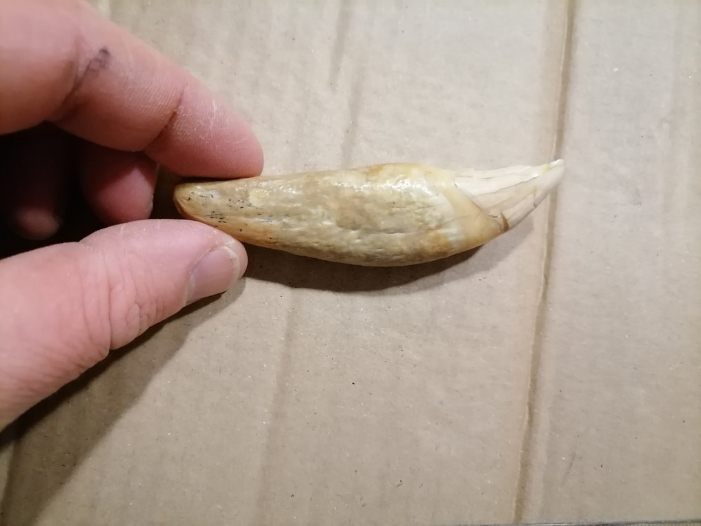 Cave Bear - Fossil tooth - Ursus spelaeus  (No Reserve Price) #2.1