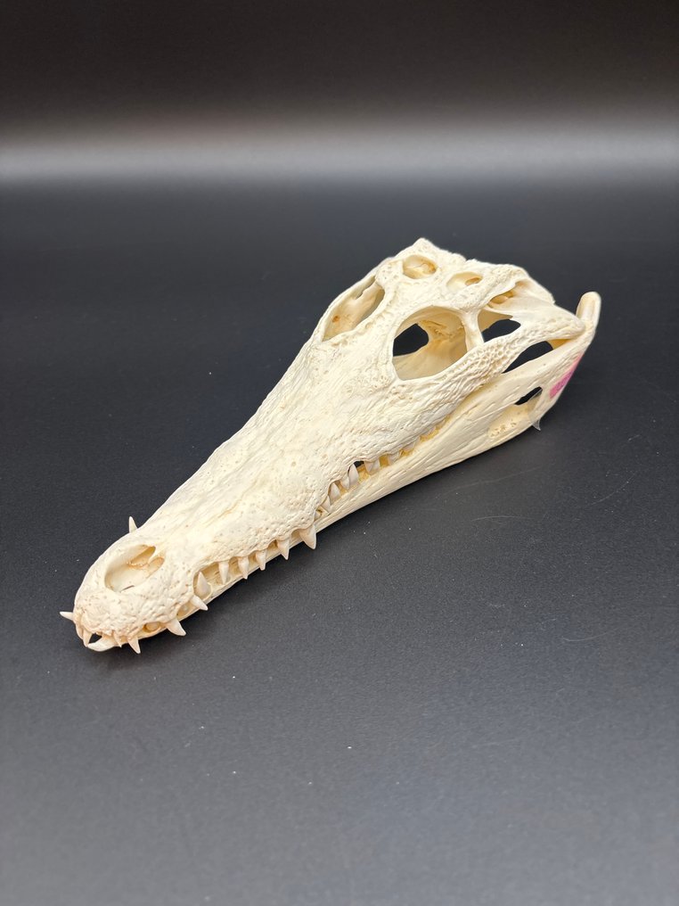 Nile Crocodile 颅骨 - Crocodylus niloticus - 6 cm - 10 cm - 24 cm- CITES附录II - 欧盟附件B -  (1) #1.0
