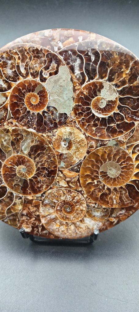 Ammoniitti - Kivettynyt simpukka - Cleoniceras sp. - 11 cm - 11 cm (Ei pohjahintaa) #3.2