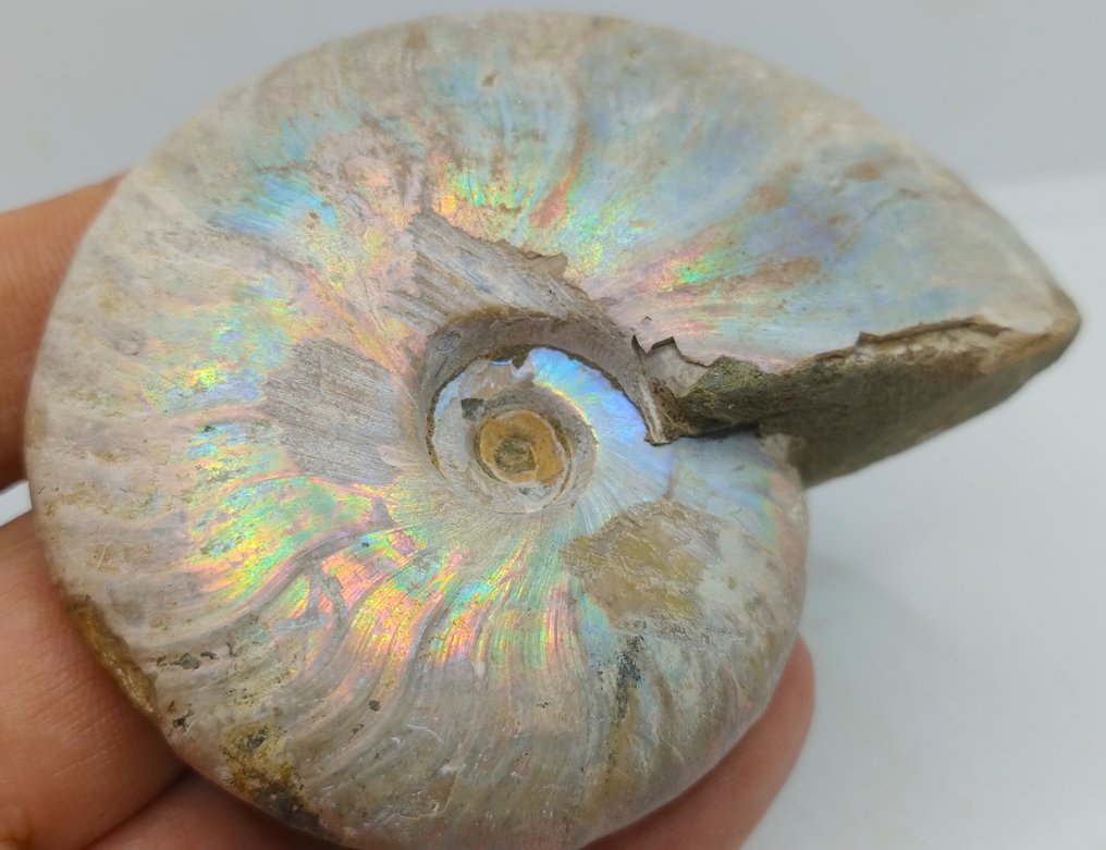 Topfarver - iriserende ammonit - Cleoniceras Besairei "dobbelt side"- 130 g #3.2