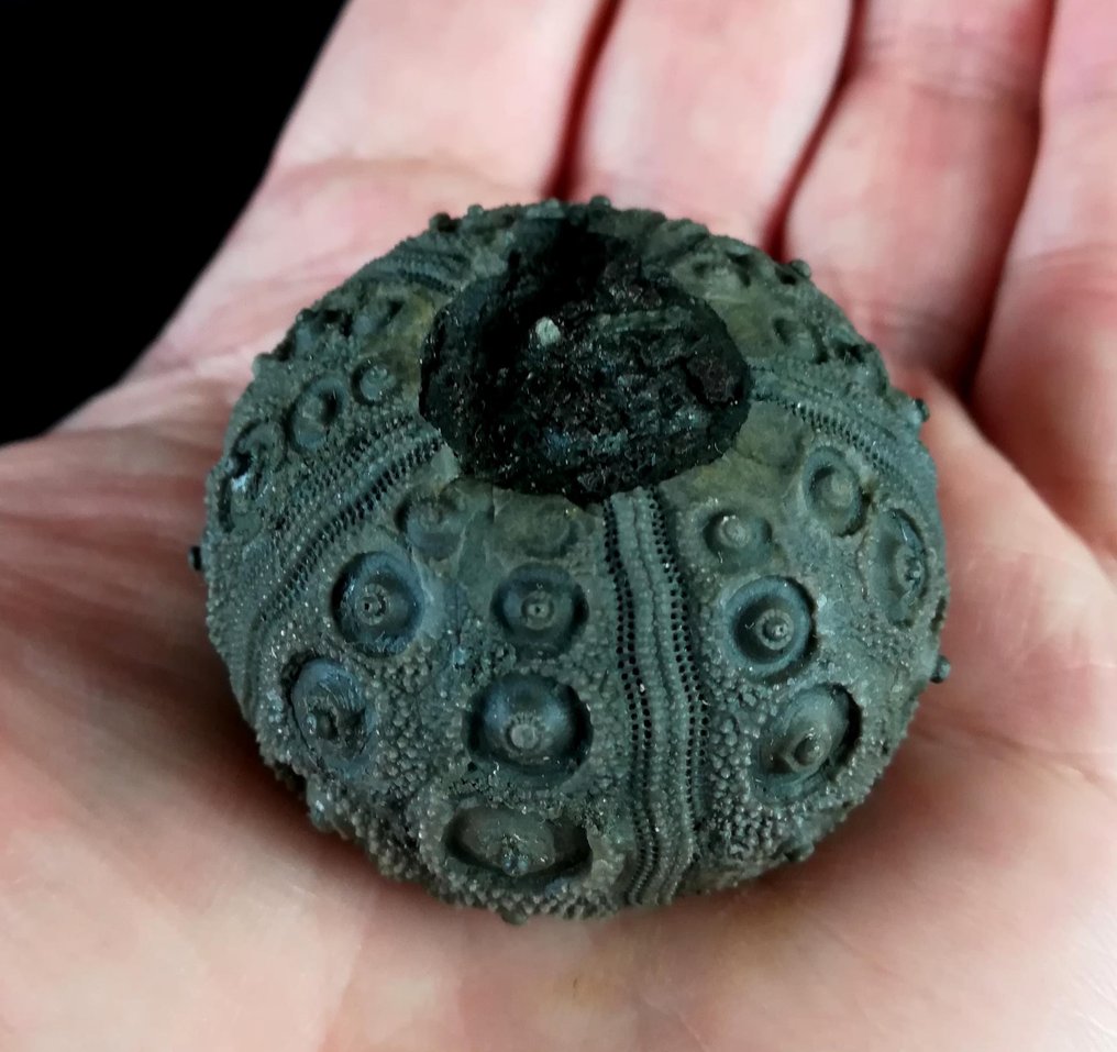 Impresionantă sea urchin !!! - Dimensiune excepțională pentru această specie, 42 mm!!! - Animale fosilizate - Abelleicidaris saemanni (Cotteau, 1857) - 42 mm - 42 mm  (Fără preț de rezervă) #1.0