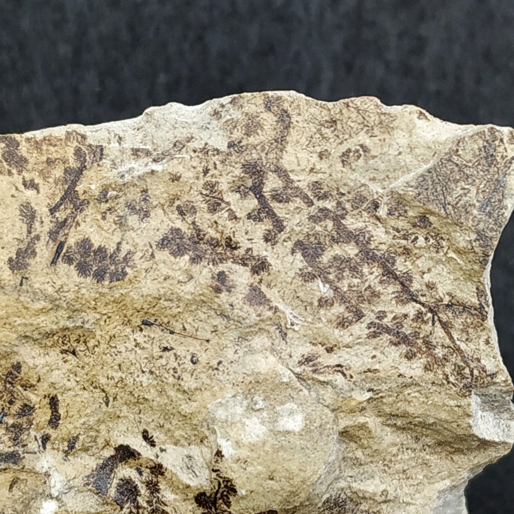 Silurian Algae - Fossil plate matrix - Leveilleites hartnageli  (No Reserve Price) #4.3