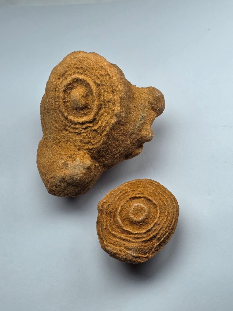 Fossil fragment - stromatolite - 3.5 cm  (No Reserve Price) #1.0