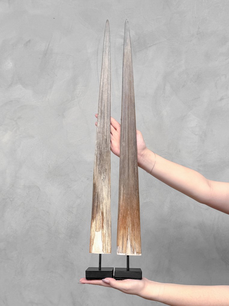 NO RESERVE PRICE - A Pair of Swordfish Tusks mounted on custom-fit pedestals- Rostrum on stand - Xiphias Gladius - 73 cm - 7 cm - 7 cm- Non-CITES species - (2) #2.1