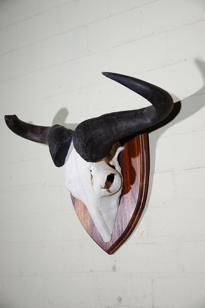 Stort og tungt blå gnu Kranie - Connochaetes taurinus - 23 cm - 48 cm - 62 cm- non-CITES species #1.0