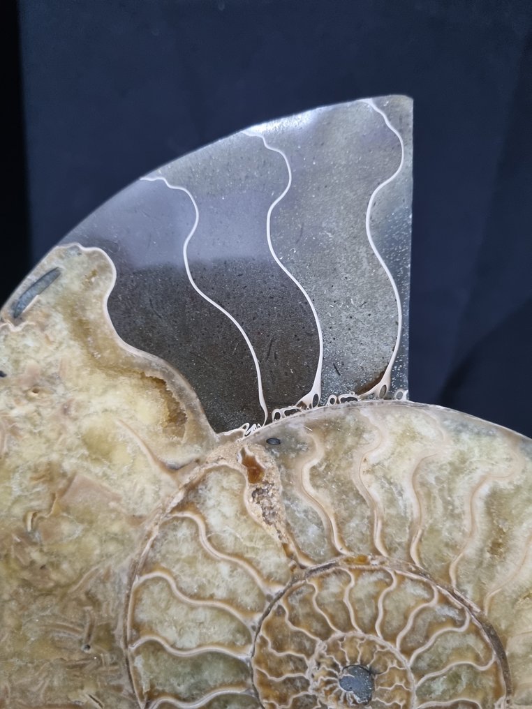 Vakkert stort ammonitt - Fossile dyr - Aioloceras (Cleoniceras) sp - 212 mm - 180 mm  (Ingen reservasjonspris) #4.3