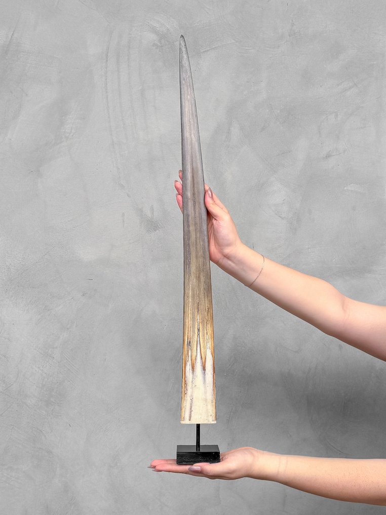 Fără preț de rezervă - un large rostrum de pește-spadă montat pe un suport personalizat. Cioc pe suport - Xiphias Gladius - 73 cm - 7 cm - 7 cm- Speciile Non-CITES - (1) #2.1