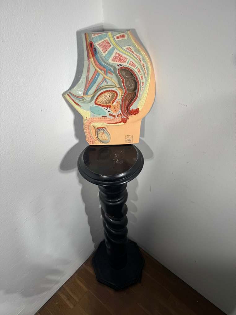 Anatomisk modell - Harts - 1970-1980 - Modell för manligt apparatus #1.0