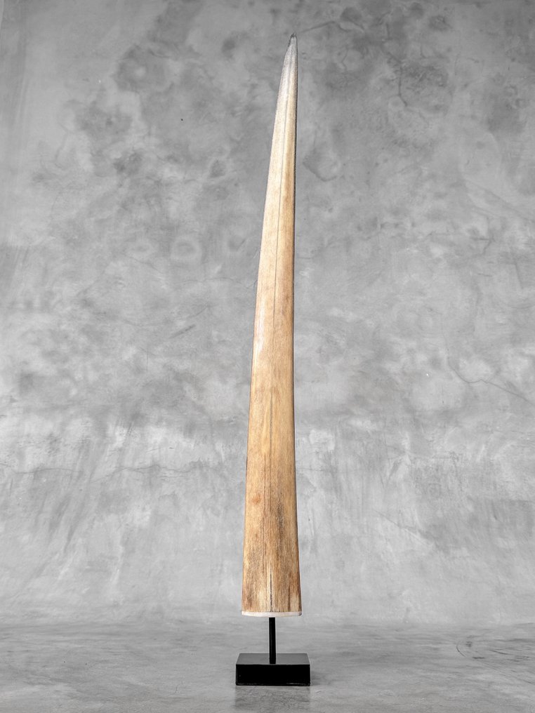 Fără preț de rezervă - un large rostrum de pește-spadă montat pe un suport personalizat. Cioc pe suport - Xiphias Gladius - 73 cm - 7 cm - 7 cm- Speciile Non-CITES - (1) #3.2