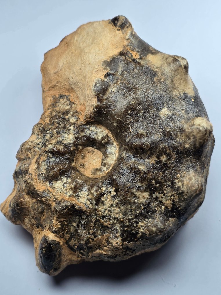 Ammoniet - Gefossiliseerd dier - Mammites nodosoides - 12 cm  (Zonder Minimumprijs) #2.1