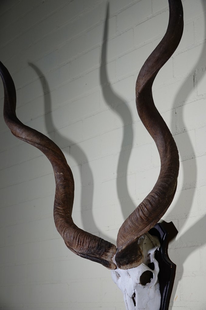 Greater Kudu Teschio - Tragelaphus strepsiceros - 50 cm - 125 cm - 92 cm- non-CITES species -  (1) #4.3