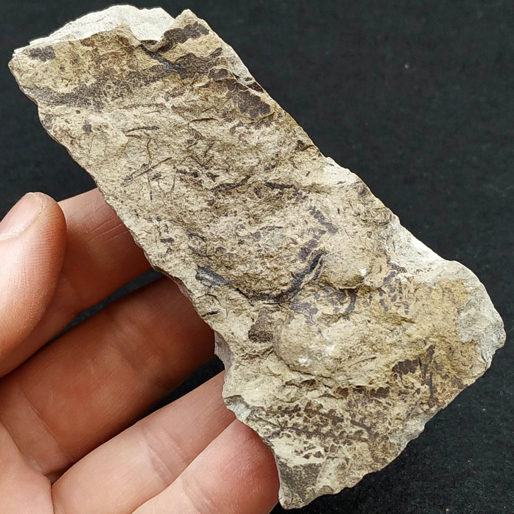 Silurian Algae - Fossil plate matrix - Leveilleites hartnageli  (No Reserve Price) #2.1