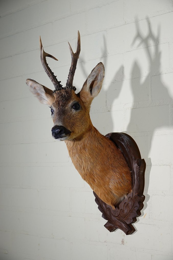 Roebuck trophy Skull - Capreolus capreolus - 32 cm - 70 cm - 28 cm- non-CITES species - (0) #1.0