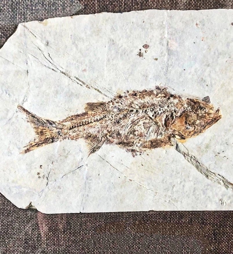 Animale fosilizate - Carassius (with scales on its back) - 30 cm #1.0