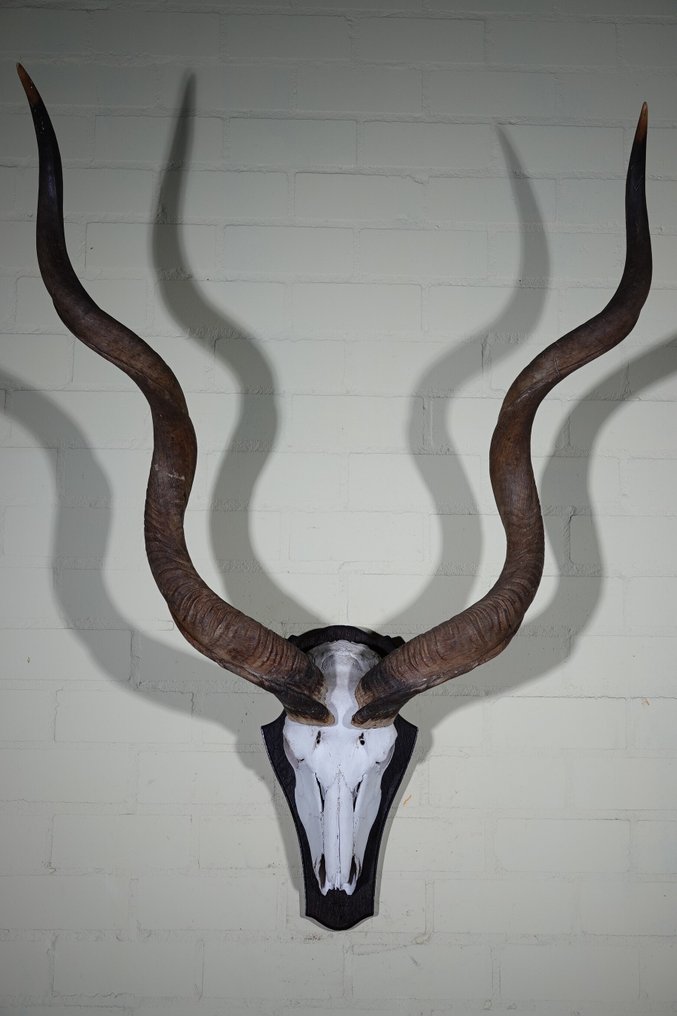 Greater Kudu Teschio - Tragelaphus strepsiceros - 50 cm - 125 cm - 92 cm- non-CITES species -  (1) #1.0
