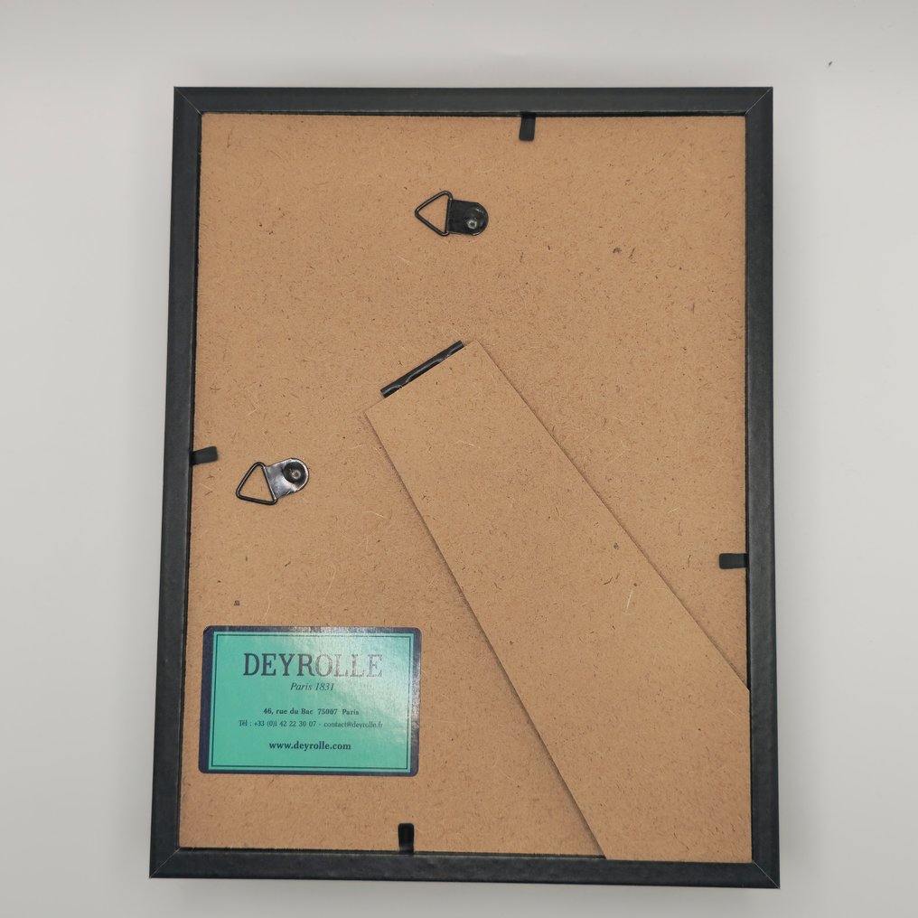 Developing beetles Taxidermy full body mount - Chalcosoma atlas keyboh - 18 cm - 13 cm - 3 cm - 1 #3.2