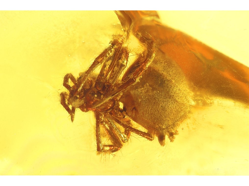 Chihlimbar - Chihlimbar - Winged ant + spider - Rare - Winged ant is around 4,5mm - 24 mm - 8 mm (Fără preț de rezervă) #3.2