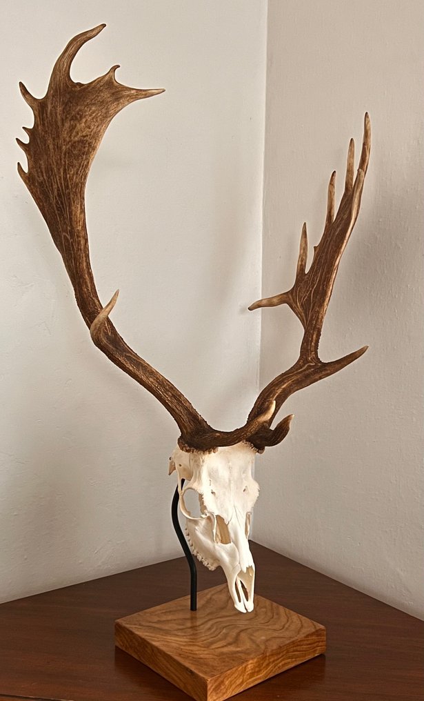 Τρόπαιο κυνηγιού #3.2