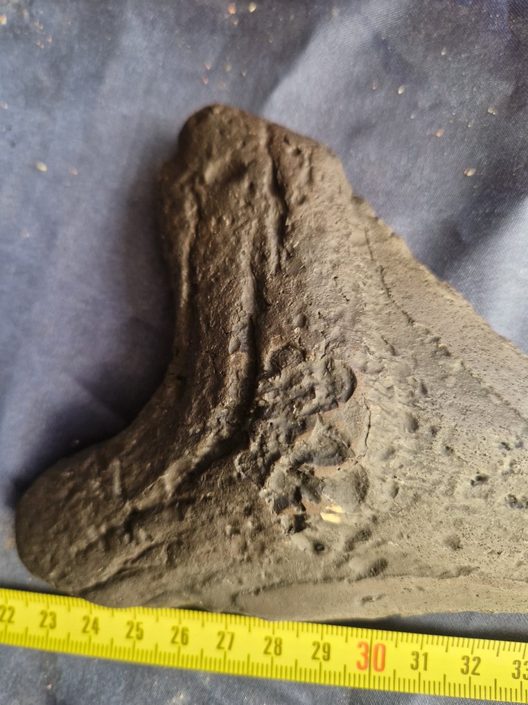 Fossiele tand - megalodonte - 2.7 cm - 10.5 cm (Zonder minimumprijs) #1.0