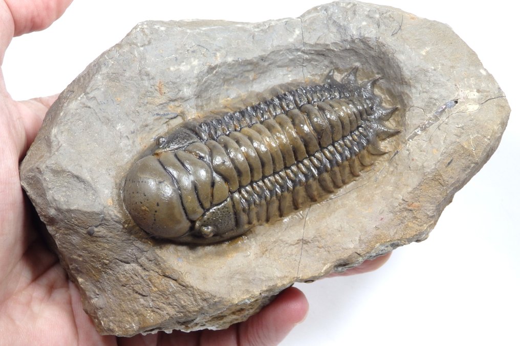 Trilobit - Fossil ryggsköld - Crotalocephalus gibbus - 82x35mm - 135 mm - 45 mm #3.2