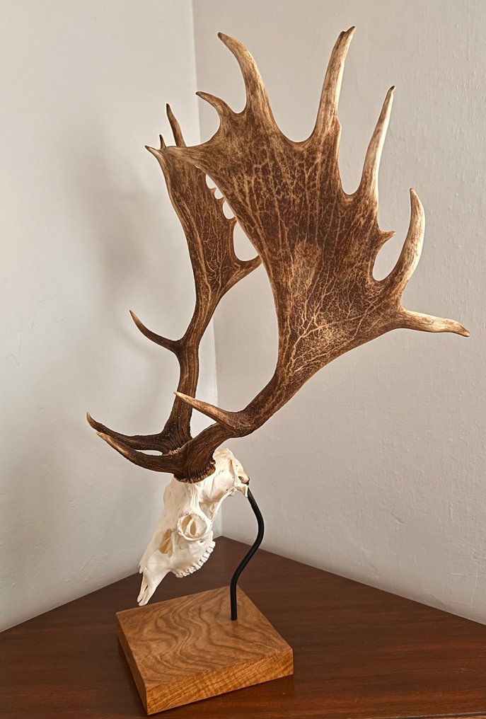 Τρόπαιο κυνηγιού #1.0