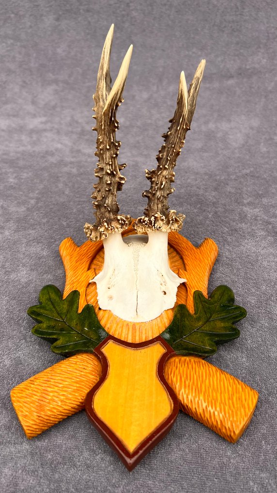 Råbuk Taksidermi vægmontering - Capreolus capreolus - 10 cm - 10 cm - 10 cm - Ikke-CITES arter - 9 #4.3