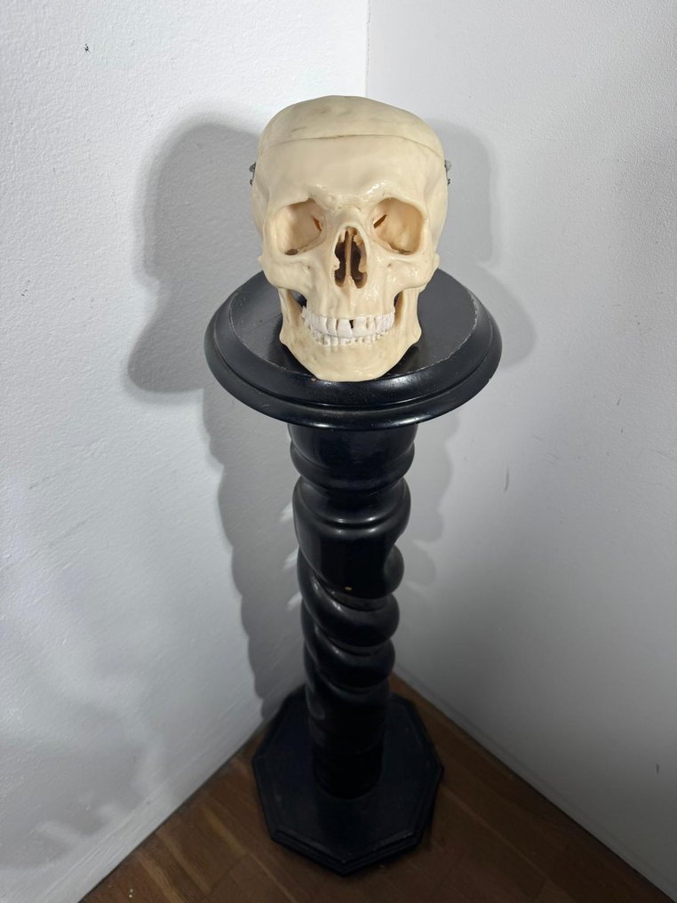 Anatomical model - Resin, Plastic - 1900-1910 - Resin skull #1.0