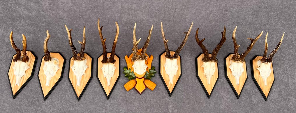 Råbuk Taksidermi vægmontering - Capreolus capreolus - 10 cm - 10 cm - 10 cm - Ikke-CITES arter - 9 #1.0