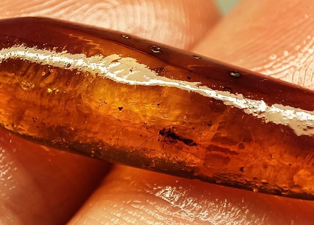 Insect - Κεχριμπάρι - 28 mm - 8 mm  (χωρίς τιμή ασφαλείας) #2.1