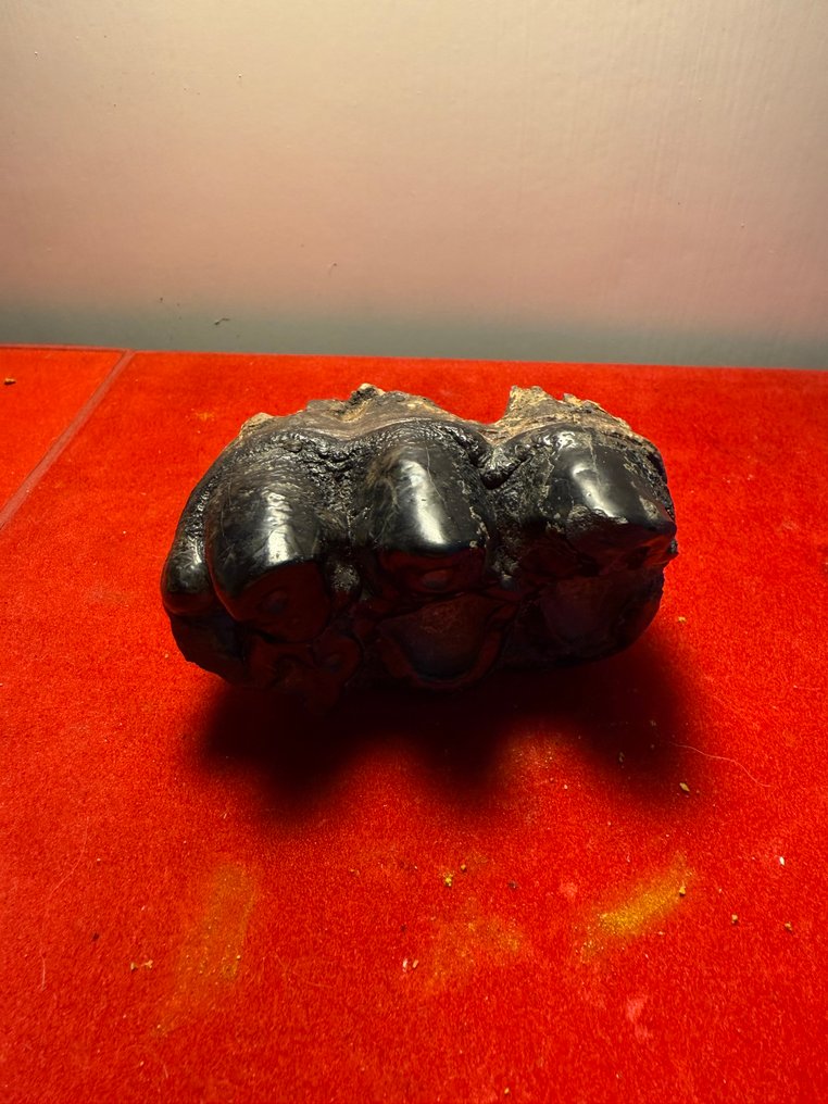 Mastodon - Fossil tann - 6 cm - 10 cm #3.2