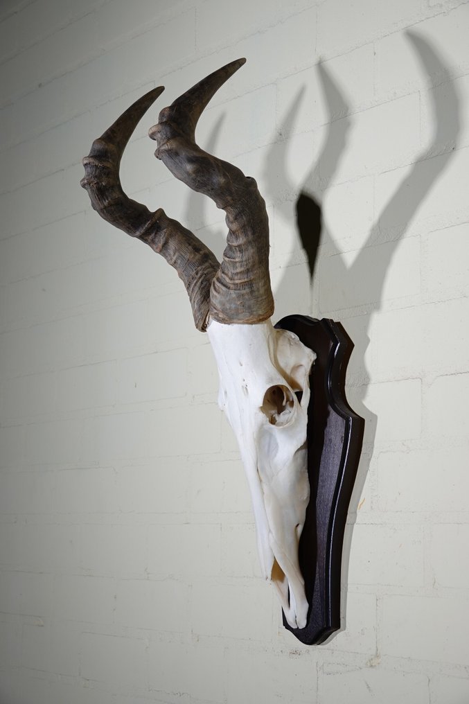 Hartebeest skull Skull - Alcelaphus buselaphus - 33 cm - 80 cm - 29 cm- non-CITES species #1.0