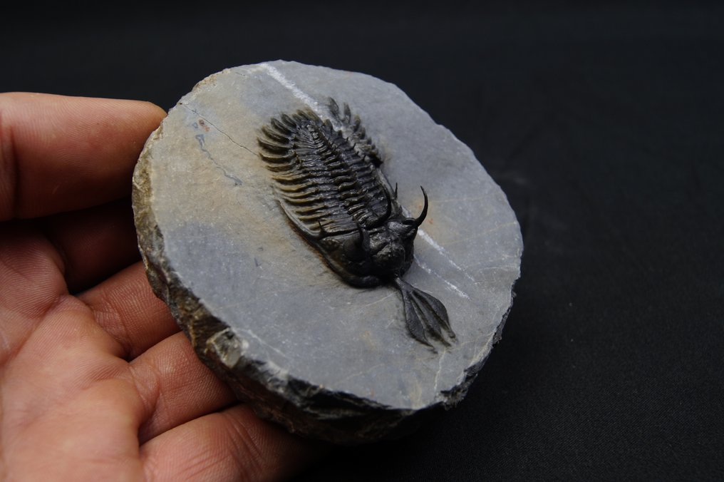 Stacheliger Trilobit - Tierfossil - Walliserops lindoei #2.1