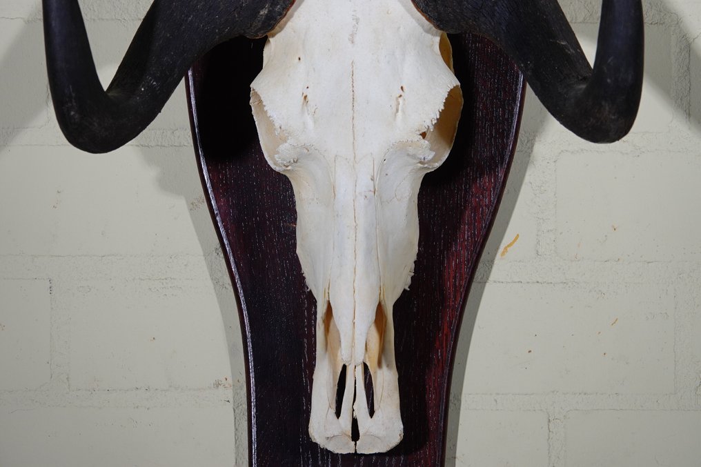 Schwarzes Gnu Schädel - Connochaetes gnou - 32 cm - 55 cm - 40 cm- non-CITES species #2.1