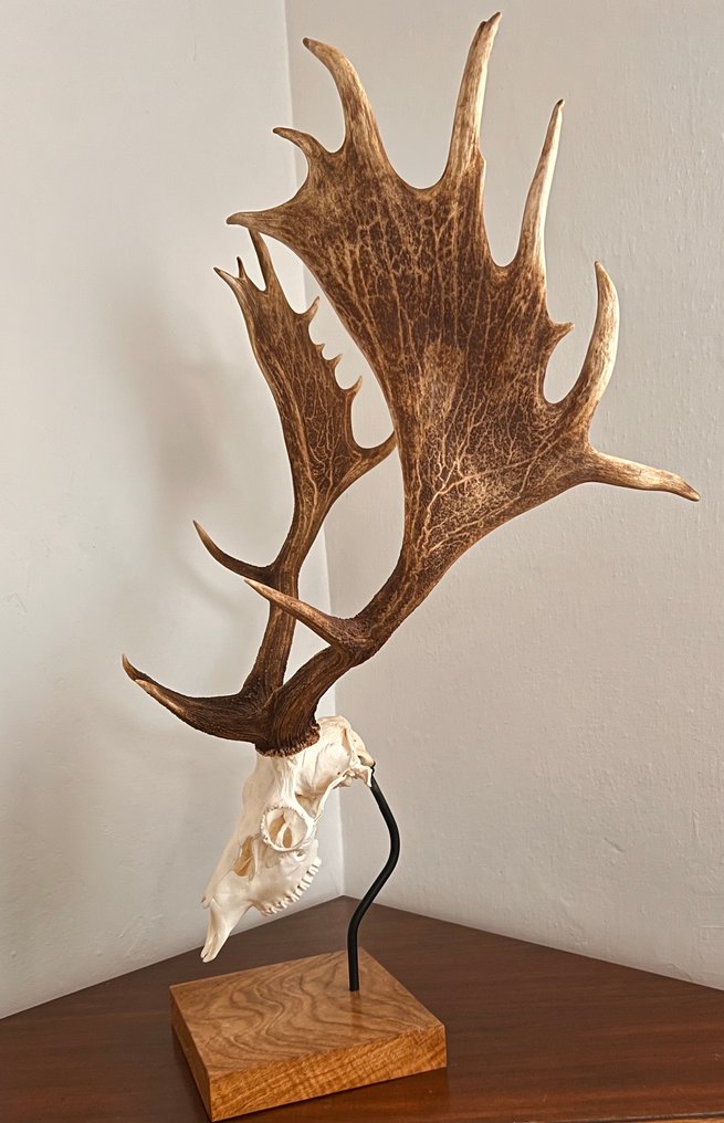 Τρόπαιο κυνηγιού #4.3