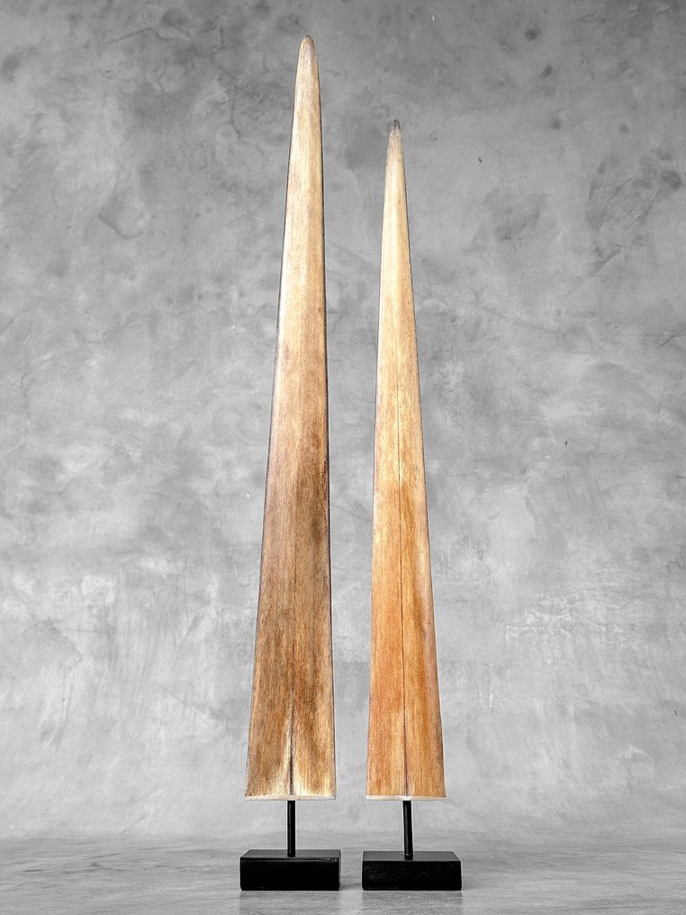 NO RESERVE PRICE - A Pair of large swordfish rostrums on custom-fit pedestals - Rostrum on stand - Xiphias Gladius - 74 cm - 7 cm - 7 cm- Non-CITES species - (2) #4.3