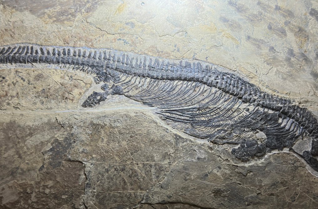 Animal fossilizado - Small Mixosaurus fossil - 38 cm - 15 cm #1.0