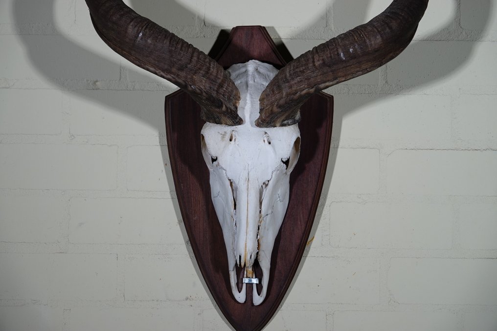 Greater Kudu Skull - Tragelaphus strepsiceros - 33 cm - 120 cm - 80 cm- non-CITES species - (1) #2.1