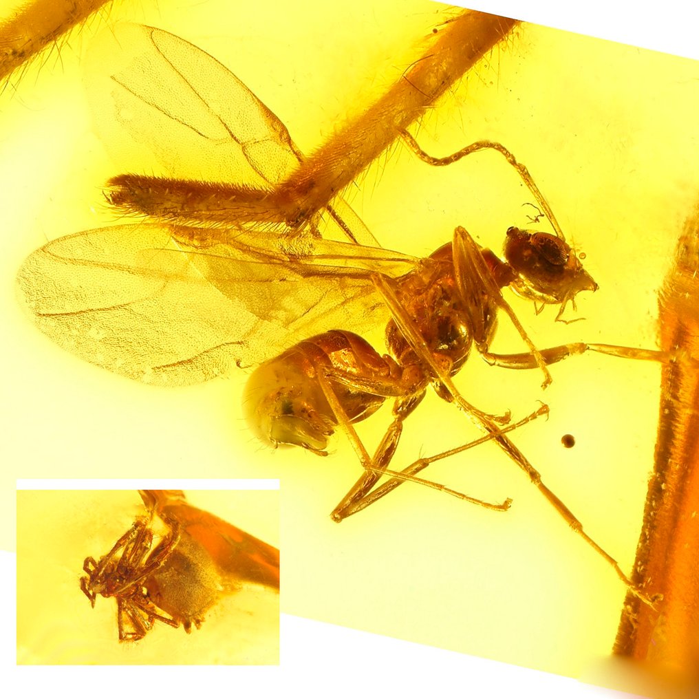Chihlimbar - Chihlimbar - Winged ant + spider - Rare - Winged ant is around 4,5mm - 24 mm - 8 mm (Fără preț de rezervă) #1.0
