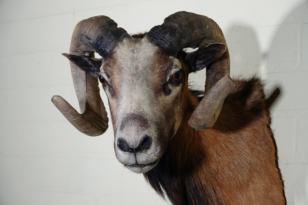 Montagna di pecore con grandi corna ricurve. Osso - Ovis aries - 48 cm - 60 cm - 40 cm- Specie non CITES #2.1