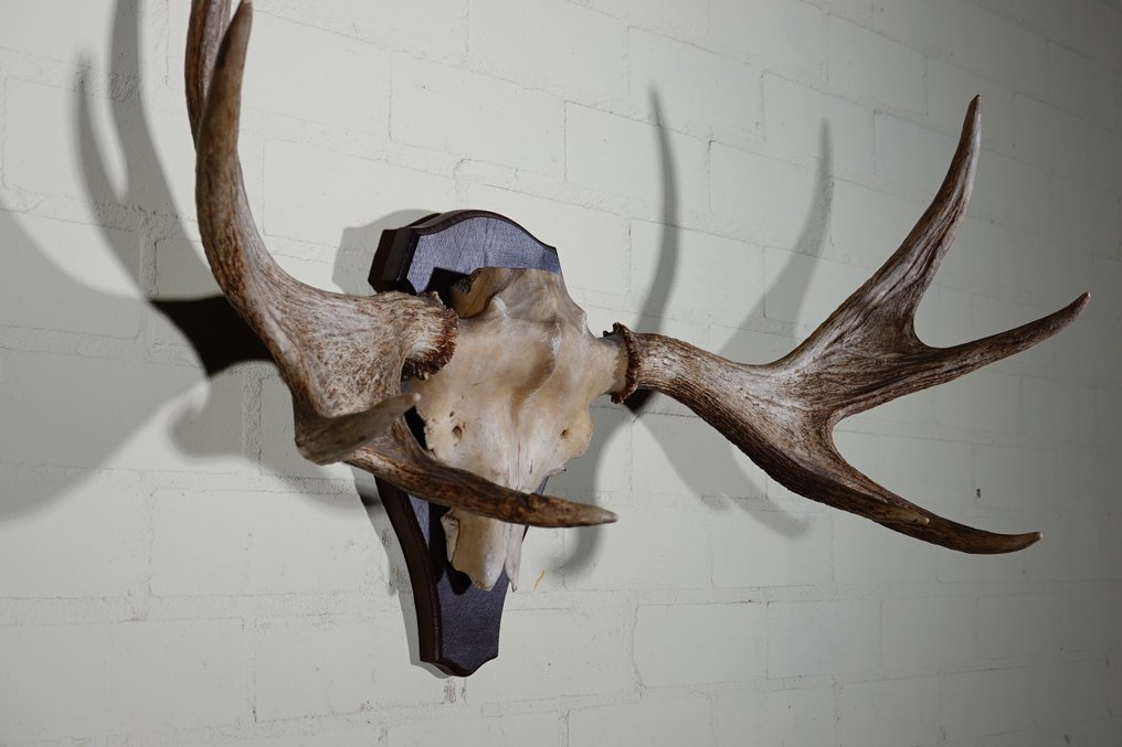Large Northern Elk/Moose Skull - Alces alces - 37 cm - 57 cm - 92 cm- non-CITES species #4.3