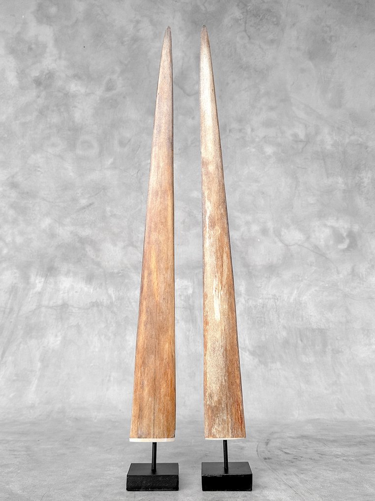 NO RESERVE PRICE - A Pair of Swordfish Tusks mounted on custom-fit pedestals- Rostrum on stand - Xiphias Gladius - 73 cm - 7 cm - 7 cm- Non-CITES species - (2) #4.3
