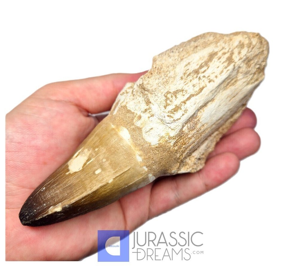 Indrukwekkende enorme Prognathodon curii (mosasaurus) wortelgebit - zeldzame mosasaurussoort uit het - Fossiele tand  (Zonder Minimumprijs) #1.0