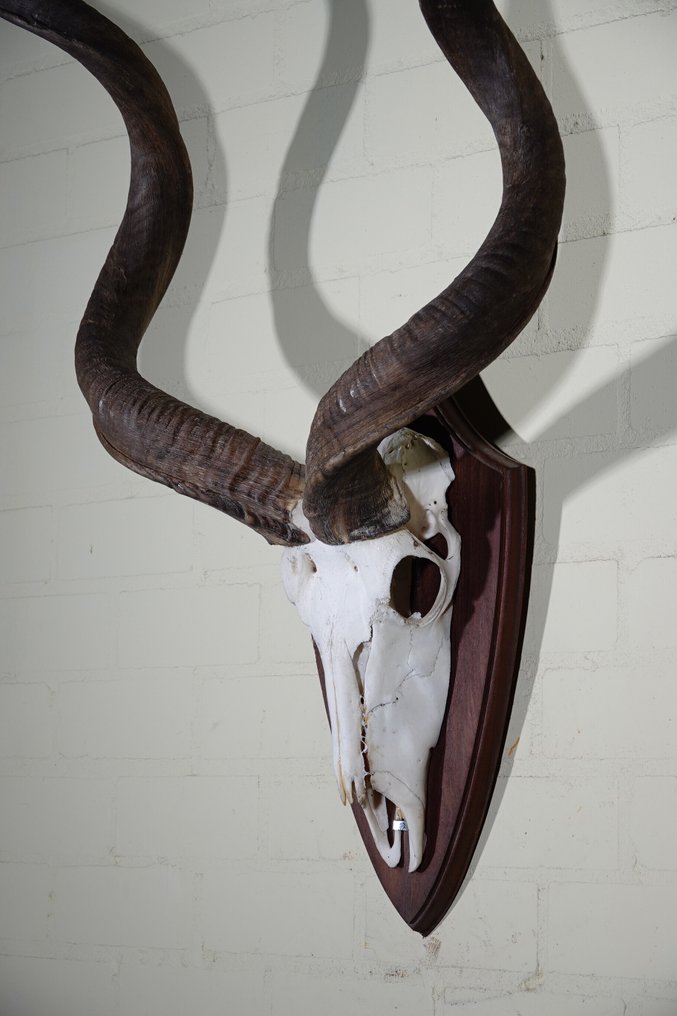 Greater Kudu Skull - Tragelaphus strepsiceros - 33 cm - 120 cm - 80 cm- non-CITES species - (1) #4.3