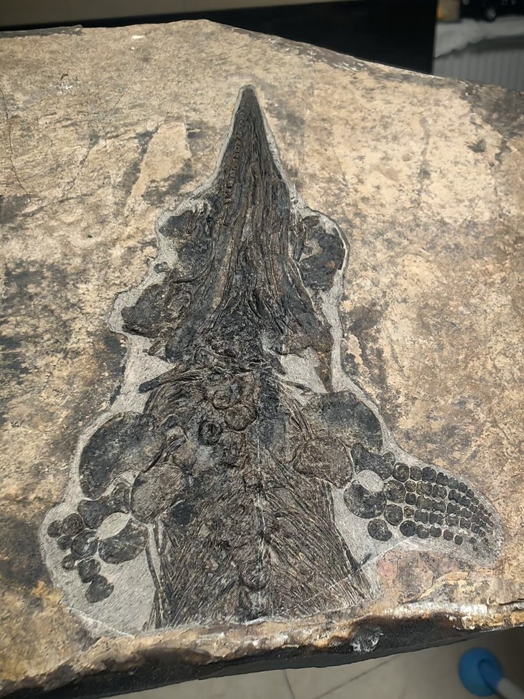 Fossilised animal - Mixosaurus - 15 cm - 15 cm #1.0