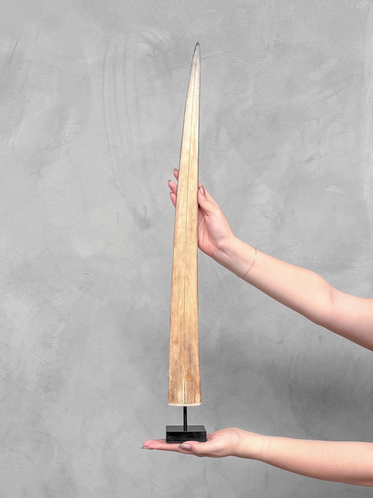 Fără preț de rezervă - un large rostrum de pește-spadă montat pe un suport personalizat. Cioc pe suport - Xiphias Gladius - 73 cm - 7 cm - 7 cm- Speciile Non-CITES - (1) #1.0